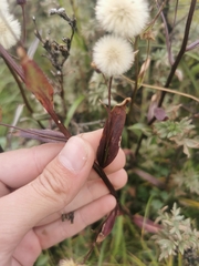 Erigeron acris kamtschaticus