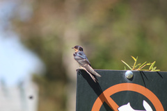 Hirundo rustica
