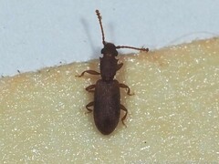 Silvanus muticus