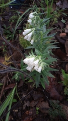 Lithospermum trinervium