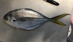 Hemicaranx amblyrhynchus