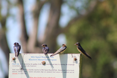 Hirundo rustica