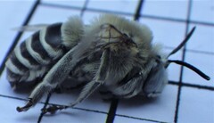 Anthophora walshii