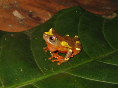 Dendropsophus sarayacuensis