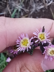 Erigeron acris kamtschaticus
