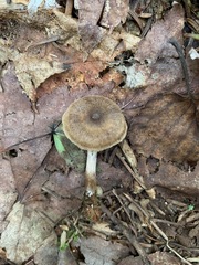 Cortinarius nigrocuspidatus