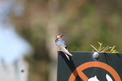 Hirundo rustica