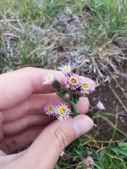 Erigeron acris kamtschaticus