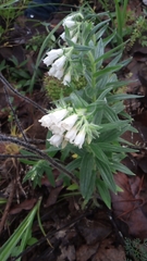 Lithospermum trinervium