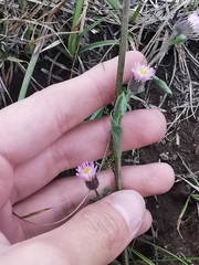 Erigeron acris kamtschaticus