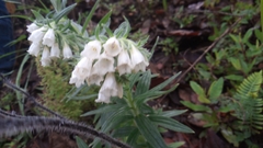 Lithospermum trinervium