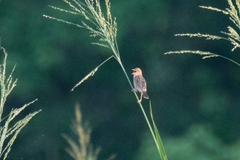 Cisticola exilis