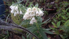 Lithospermum trinervium