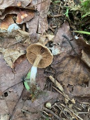 Cortinarius nigrocuspidatus