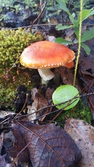 Lithospermum trinervium