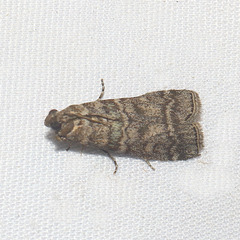 Dioryctria mendacella