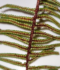 Gleichenia alpina