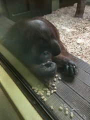 Pongo