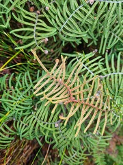 Gleichenia alpina