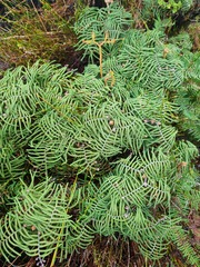 Gleichenia alpina
