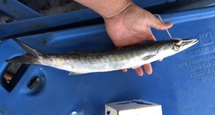 Sphyraena guachancho