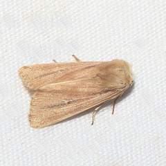 Mythimna sicula