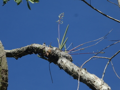 Dendrobium canaliculatum