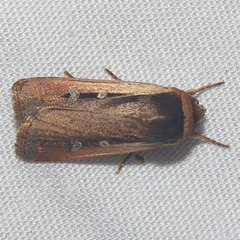 Ochropleura