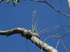 Dendrobium canaliculatum