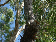Dendrobium canaliculatum