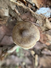 Cortinarius nigrocuspidatus