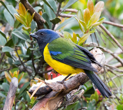 Black-Chested Mountain-Tanager photo 2