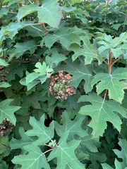 Hydrangea quercifolia