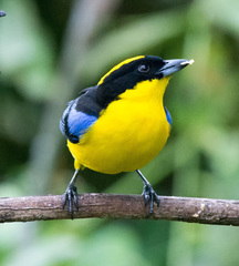 Anisognathus somptuosus