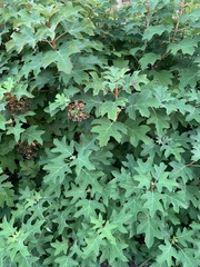 Hydrangea quercifolia