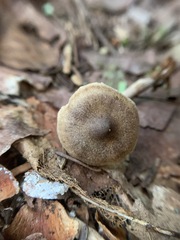 Cortinarius nigrocuspidatus