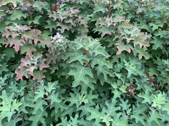 Hydrangea quercifolia