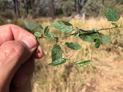 Solanum latens