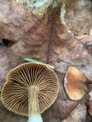 Cortinarius nigrocuspidatus