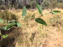 Solanum latens