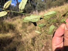 Solanum latens
