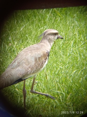 Vanellus chilensis cayennensis