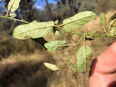 Solanum latens