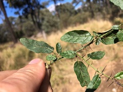 Solanum latens