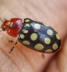 Phola sedecimpustulata