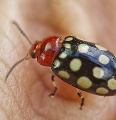 Phola sedecimpustulata