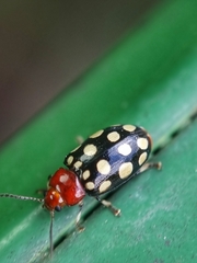 Phola sedecimpustulata