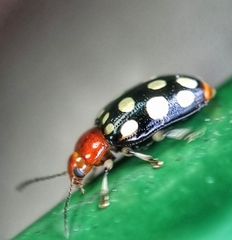 Phola sedecimpustulata