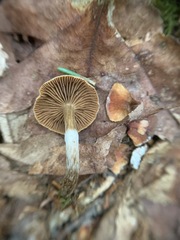 Cortinarius nigrocuspidatus