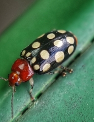 Phola sedecimpustulata